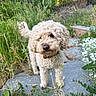 Haven is registered to the contest to win money with this photo: dog, curly_fur, small_dog, cream_coat, pet, animal, garden, outdoors, pathway, plants, grass, flowers, foliage, nature, portrait, standing, collar, fluffy, sunlight, backyard