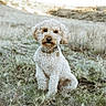 Haven is registered to the contest to win money with this photo: dog, curly_coat, cream_fur, pet, canine, sitting, outdoor, field, grass, nature, portrait, collar, tag, fluffy, small_dog, looking_at_camera, rural, landscape, natural_light, animal_photography