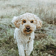 Haven is registered to the contest to win money with this photo: dog, pet, curly_hair, cream_colored, fluffy, standing, outdoors, grass, field, nature, animal_portrait, close_up, front_view, collar, tag, brown_nose, dark_eyes, fur, rural, photography
