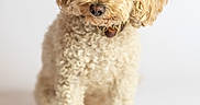Haven is registered to the contest to win money with this photo: dog, puppy, curly_fur, cream_colored, fluffy, sitting, portrait, studio, white_background, animal, pet, canine, long_ears, dark_nose, brown_eyes, front_view, standing_pose, soft_lighting, adorable, photography