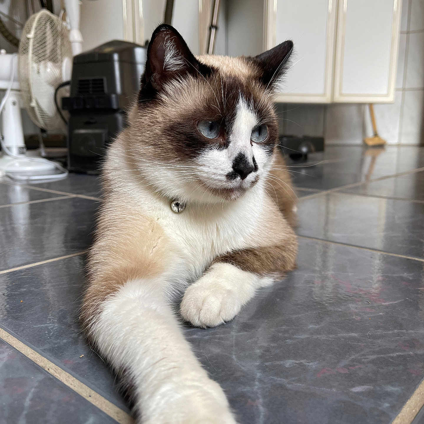 Lucifer participe au concours pour gagner de l'argent avec cette photo : accessories, animal, canine, cat, dog, furniture, hardwood, husky, indoors, interiordesign, kitten, manx, pet, plywood, siamese, sink, sinkfaucet, slate, strap, wood