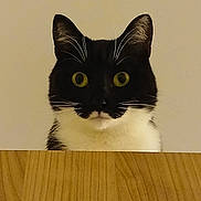 Newton participe au concours pour gagner de l'argent avec cette photo : cat, black_and_white, peeking, wooden_surface, curious, yellow_eyes, whiskers, ears, indoor, pet, animal, feline, closeup, portrait, alert, face, fur, domestic_cat, mystery, cute