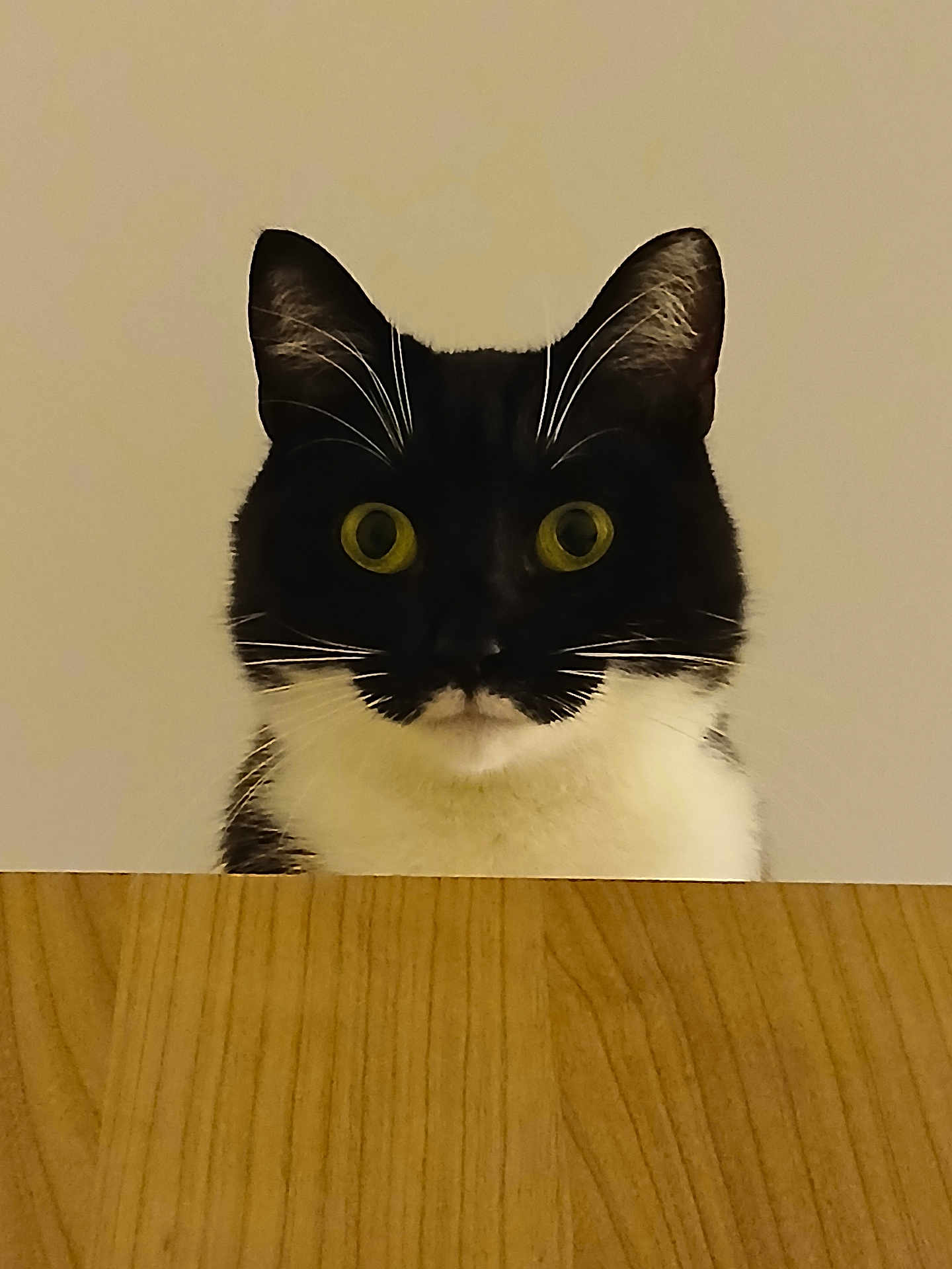 Newton participe au concours pour gagner de l'argent avec cette photo : cat, black_and_white, peeking, wooden_surface, curious, yellow_eyes, whiskers, ears, indoor, pet, animal, feline, closeup, portrait, alert, face, fur, domestic_cat, mystery, cute