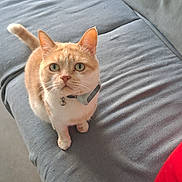 Simba a rejoint le concours — aidez-le/la à gagner de superbes lots ! animal, bell, cat, collar, couch, cozy, curious, domestic_cat, fur, furniture, gray_couch, household, indoor, looking_up, orange_cat, pet, red_cushion, sitting, white_cat, wrinkled_fabric