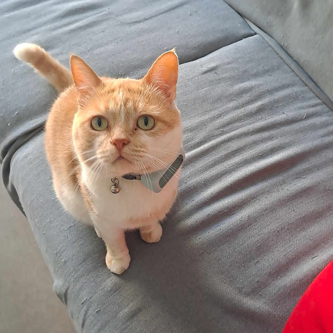 Simba a rejoint le concours — aidez-le/la à gagner de superbes lots ! animal, bell, cat, collar, couch, cozy, curious, domestic_cat, fur, furniture, gray_couch, household, indoor, looking_up, orange_cat, pet, red_cushion, sitting, white_cat, wrinkled_fabric