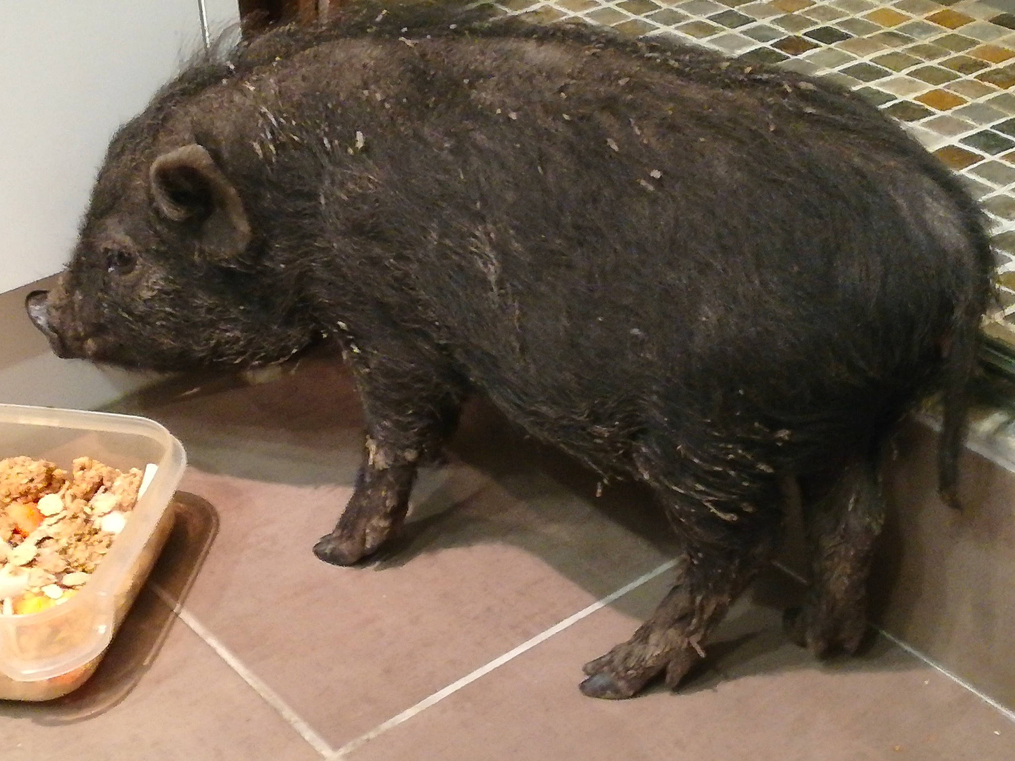 Copain participe au concours pour gagner de l'argent avec cette photo : boar, domestic_pig, fawn, livestock, mammal, organism, peccary, snout, suidae, tasmanian_devil, terrestrial_animal, vertebrate