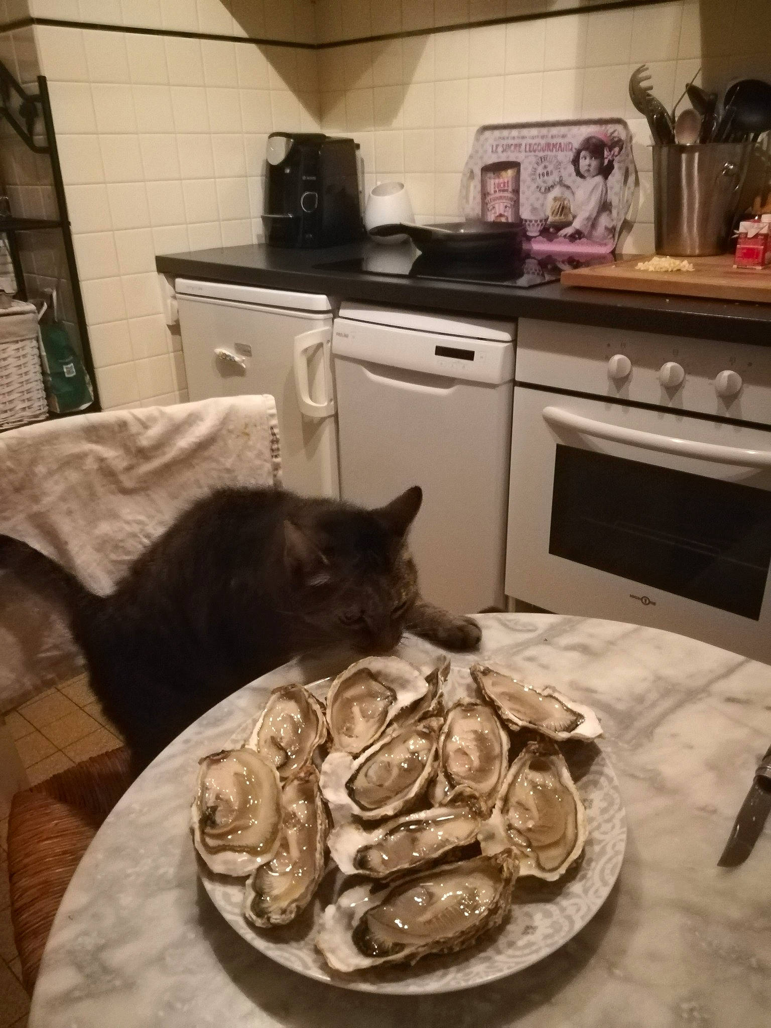 Karadoke participe au concours pour gagner de l'argent avec cette photo : carnivoran, cat, cat_like_mammal, food, furniture, person, small_to_medium_sized_cats, table