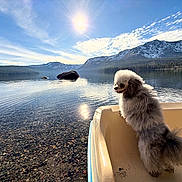 Zea is registered to the contest to win money with this photo: dog, lake, boat, mountains, water, sky, sun, clouds, forest, nature, outdoor, animal, pet, reflection, rock, peaceful, scenery, daylight, fluffy, standing