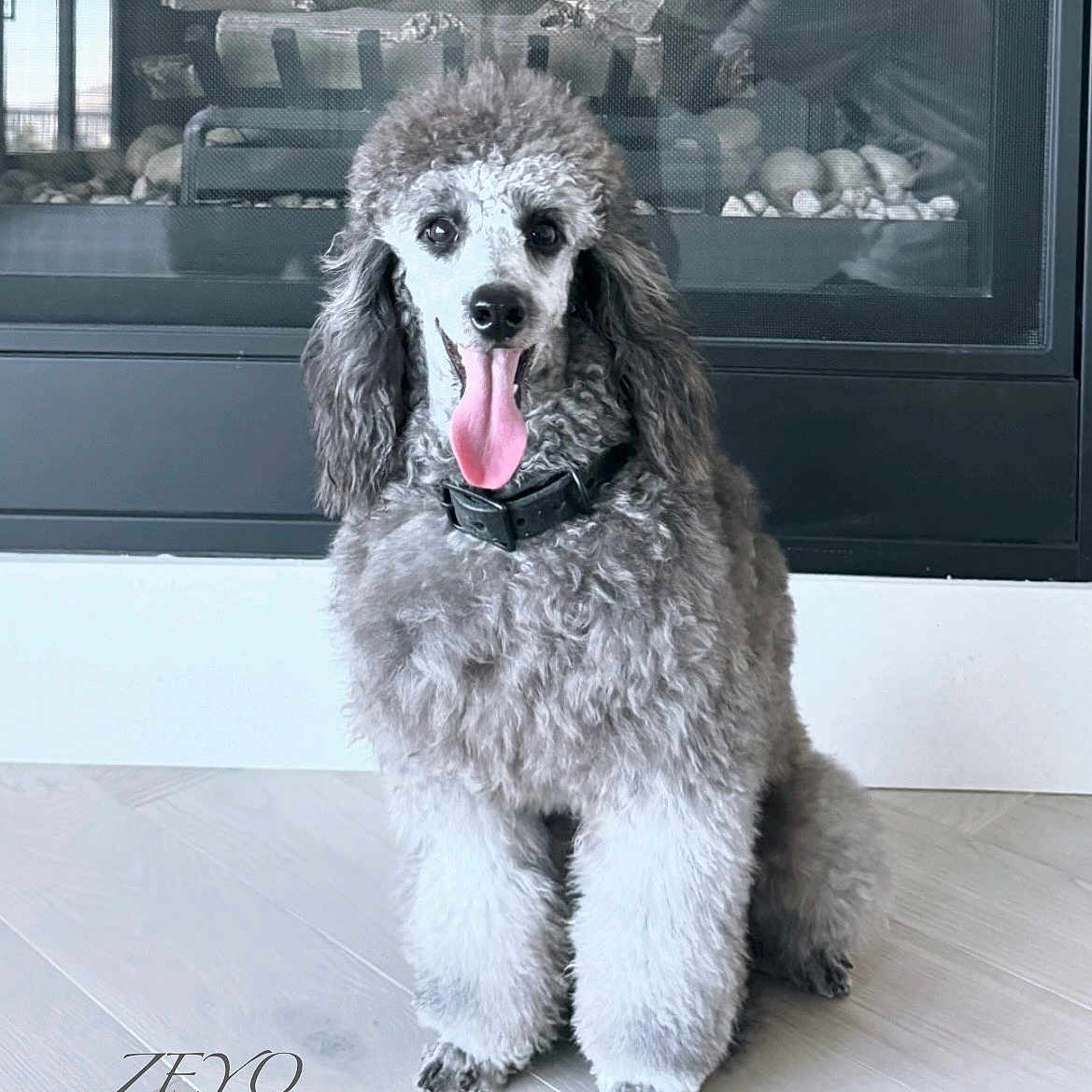 Zeyo is registered to the contest to win money with this photo: adult, animal, bodypart, canine, cockerspaniel, dog, fireplace, gray, indoors, male, man, mouth, person, pet, poodle, puppy, snout, terrier, whitedog