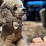 dog, poodle, curly_fur, bow_tie, sweater, pet, indoor, portrait, soft_focus, cozy, fluffy, cute, animal, mammal, domestic_animal, seated, looking_away, close_up, furniture, fabric