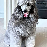 Zexe is registered to the contest to win money with this photo: animal, bodypart, canine, cockerspaniel, dog, mouth, person, pet, poodle, puppy, whitedog