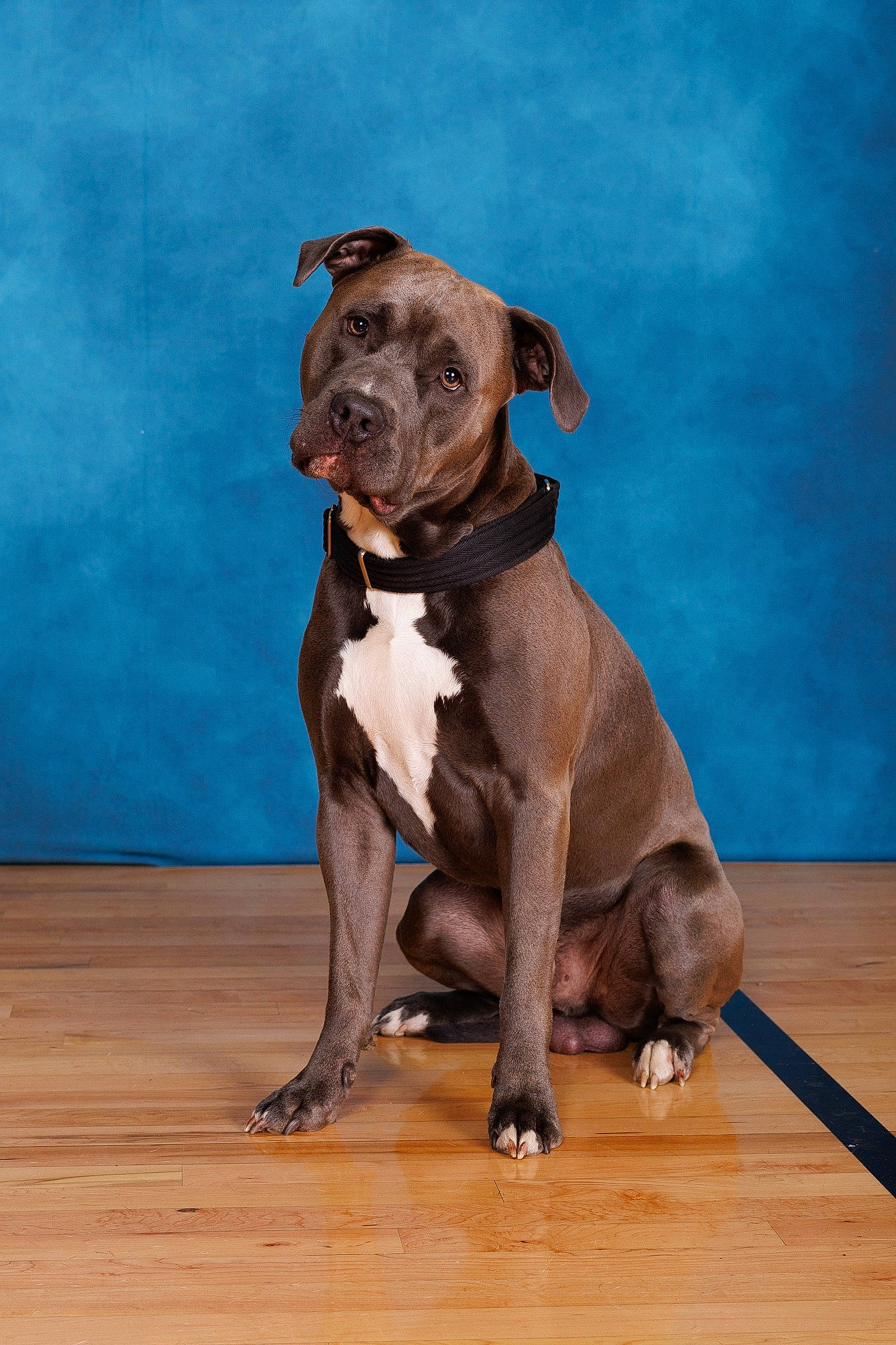 Zeus joined the competition — help win amazing prizes! canidae, carnivore, collar, companion_dog, dog, dog_breed, dog_collar, fawn, flooring, gun_dog, hardwood, liver, pet_supply, pointing_breed, snout, sporting_group, tail, wood, wood_stain, working_animal