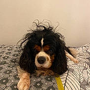 Sharly participe au concours pour gagner de l'argent avec cette photo : dog, pet, bed, fur, black, white, brown, curly_hair, animal, cute, indoor, resting, paw, looking, face, portrait, canine, domestic_animal, bedspread, pattern