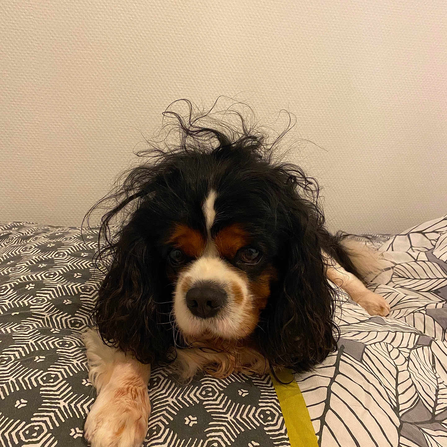 Sharly participe au concours pour gagner de l'argent avec cette photo : animal, bed, bedspread, black, brown, canine, curly_hair, cute, dog, domestic_animal, face, fur, indoor, looking, pattern, paw, pet, portrait, resting, white