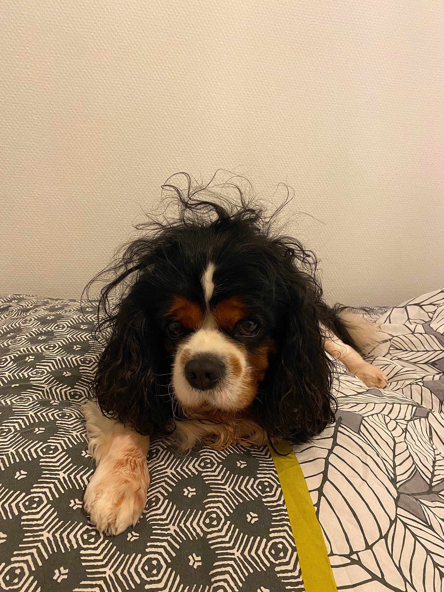Sharly participe au concours pour gagner de l'argent avec cette photo : dog, pet, bed, fur, black, white, brown, curly_hair, animal, cute, indoor, resting, paw, looking, face, portrait, canine, domestic_animal, bedspread, pattern