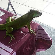 Goliath participe au concours pour gagner de l'argent avec cette photo :