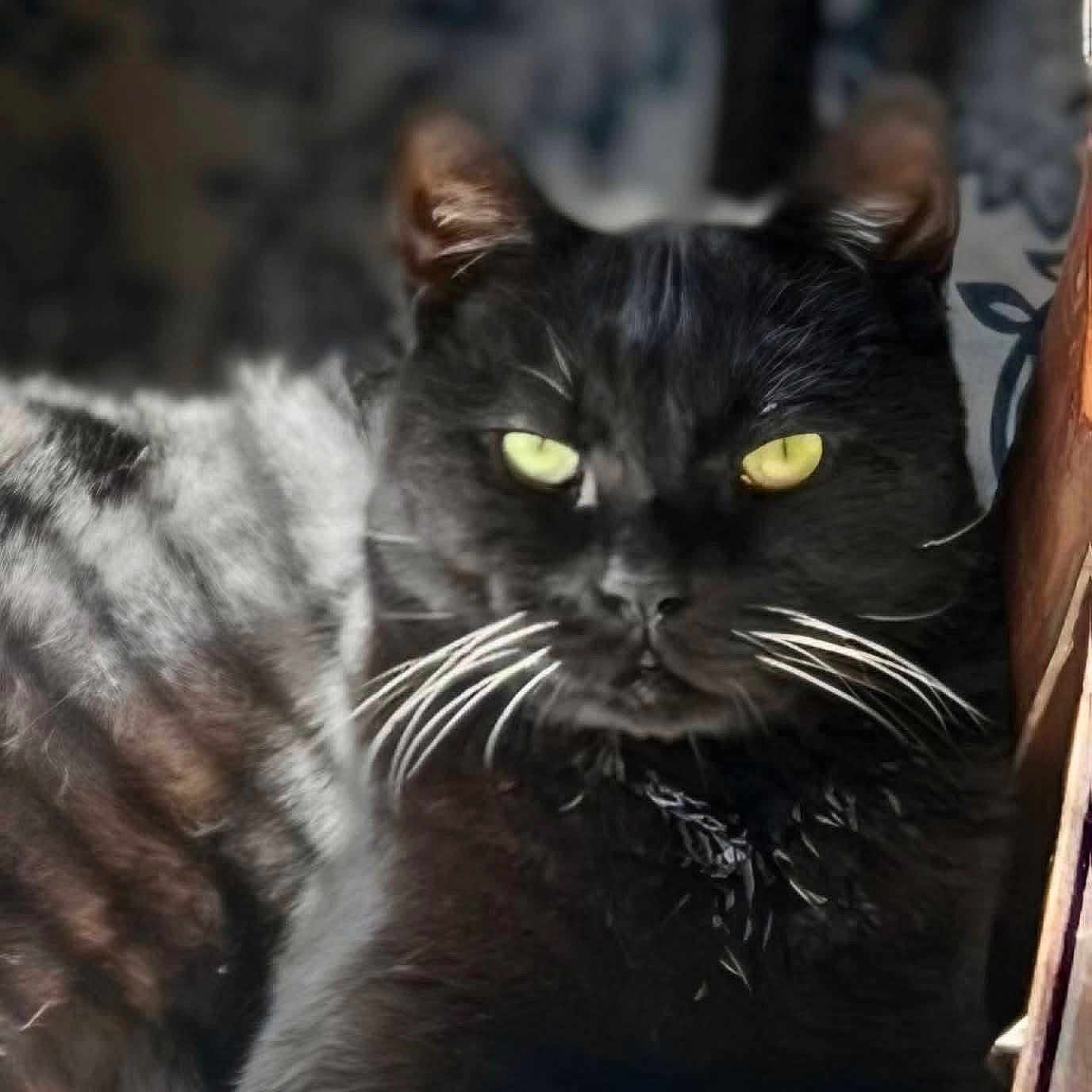 Arlo joined the competition — help win amazing prizes! cat, black_cat, animal, pet, whiskers, yellow_eyes, close_up, feline, mammal, domestic_animal, portrait, relaxed, fur, indoor, cute, face, nose, ears, resting, focus