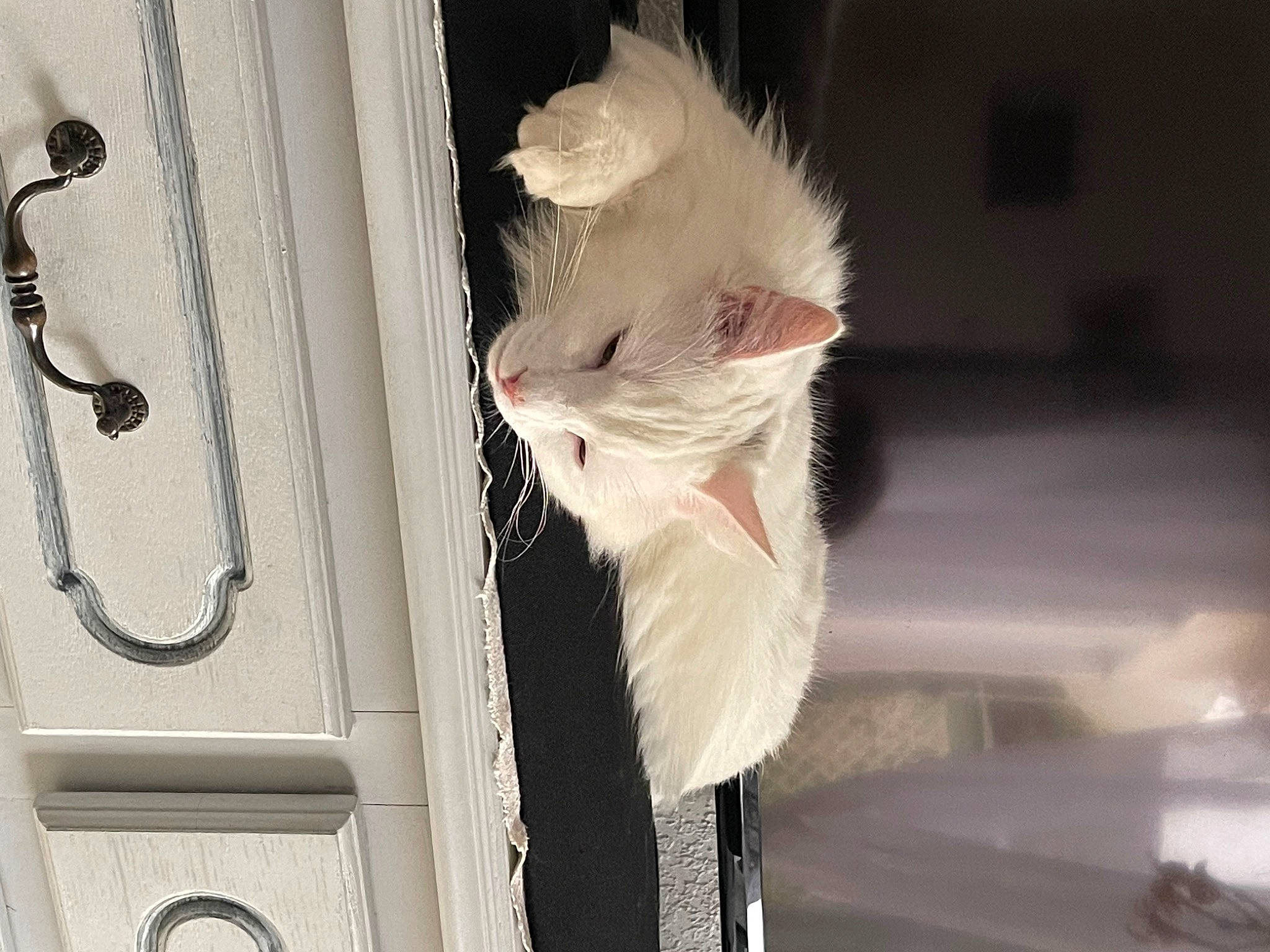 Bianco participe au concours pour gagner de l'argent avec cette photo : carnivore, cat, door, fashion_accessory, feather, felidae, fur, house, metal, paw, small_to_medium_sized_cats, snout, tail, whiskers, window, wood
