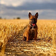 Pupuce a rejoint le concours — aidez-le/la à gagner de superbes lots ! puppy, dog, field, wheat, outdoor, nature, animal, grass, sky, cloud, brown, portrait, cute, tongue_out, ears_up, sunlight, summer, rural, farm, path