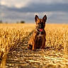 puppy, dog, field, wheat, outdoor, nature, animal, grass, sky, cloud, brown, portrait, cute, tongue_out, ears_up, sunlight, summer, rural, farm, path