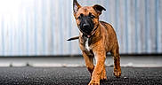Pupuce participe au concours pour gagner de l'argent avec cette photo : puppy, dog, brown_dog, walking, asphalt, outdoor, young_dog, curious, ears, black_nose, collar, animal, pet, canine, portrait, street, background_blur, fur, alert, daylight