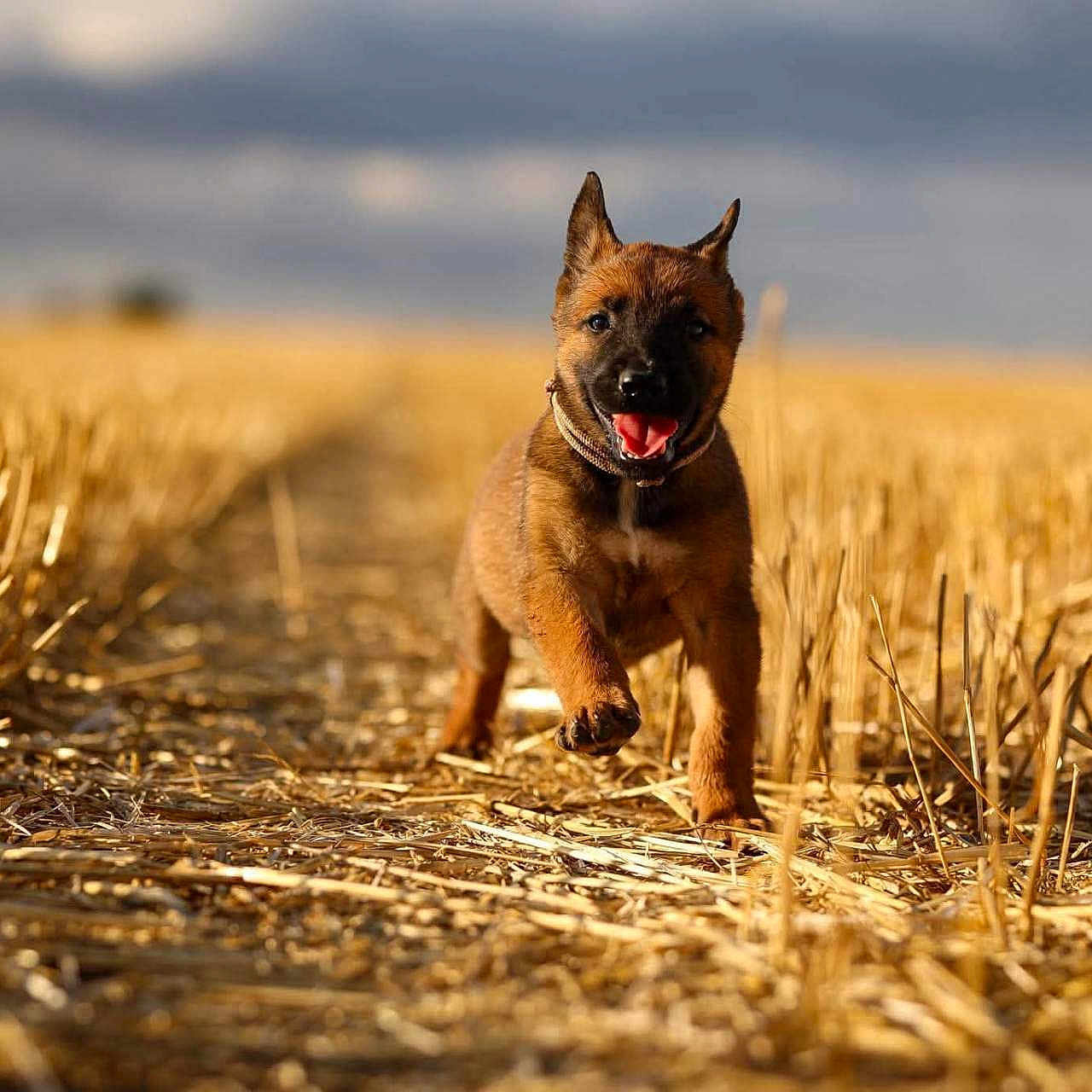 Pupuce a rejoint le concours — aidez-le/la à gagner de superbes lots ! puppy, dog, running, field, wheat, outdoor, nature, happy, animal, brown, ears, grass, sky, landscape, summer, sunlight, cute, pet, motion, playful