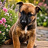 puppy, dog, young_dog, outdoor, flowers, wooden_deck, nature, garden, sunlight, greenery, cute, pet, animal, brown_fur, black_muzzle, closeup, portrait, sitting, playful, summer