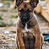 Pupuce a rejoint le concours — aidez-le/la à gagner de superbes lots ! puppy, dog, outdoor, sitting, ears, fur, brown, black, white_patch, curious, animal, pet, nature, young, closeup, portrait, ground, blurry_background, collar, canine