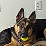 Luna is registered to the contest to win money with this photo: dog, german_shepherd, tennis_ball, pet_bed, indoor, playful, canine, animal, ears, fur, mouth, resting, domestic, companion, brown, black, alert, cute, friendly, household