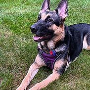 Luna joined the competition — help win amazing prizes! dog, german_shepherd, grass, outdoor, pet, canine, animal, fur, ears, tongue, collar, harness, tag, lying_down, alert, nature, mammal, friendly, summer, daylight