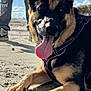 Luna joined the competition — help win amazing prizes! dog, german_shepherd, sand, beach, sunlight, tongue_out, happy, canine, animal, outdoor, person, jeans, ripped_jeans, sneakers, sky, clouds, daytime, closeup, pet, leash