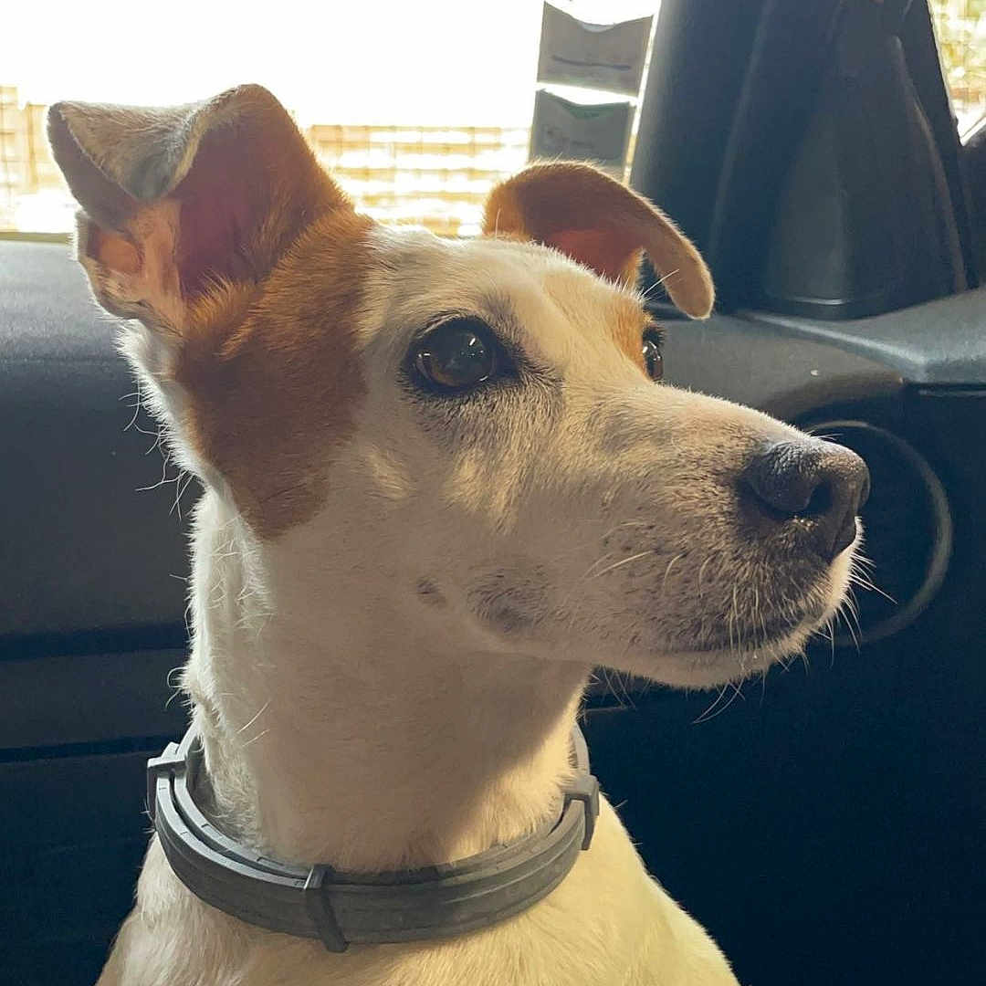 Jack participe au concours pour gagner de l'argent avec cette photo : accessories, animal, architecture, ball, belt, canine, collar, dog, face, head, hound, person, pet, photography, portrait, puppy, sport, strap, tennis, tennisball