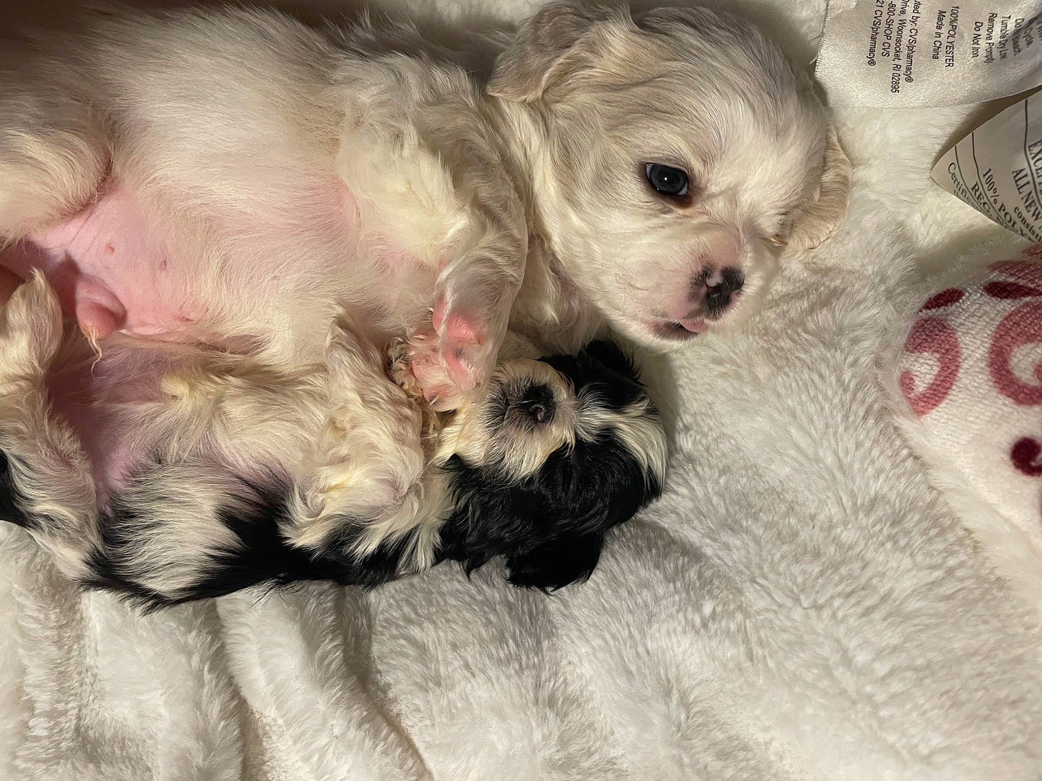 Bitty is registered to the contest to win money with this photo: canidae, carnivore, comfort, companion_dog, dog, dog_breed, dog_supply, fawn, fur, liver, maltepoo, paw, puppy_love, shih_poo, small_terrier, snout, sporting_group, terrier, toy_dog, working_animal