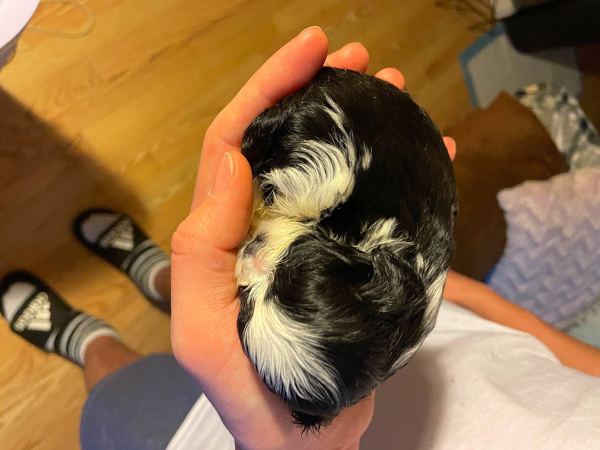 Bitty joined the competition — help win amazing prizes! back, black_hair, comfort, elbow, eyelash, finger, flooring, foot, fur, gesture, hair_coloring, hardwood, human_leg, long_hair, nail, room, thigh, thumb, wood, wrist