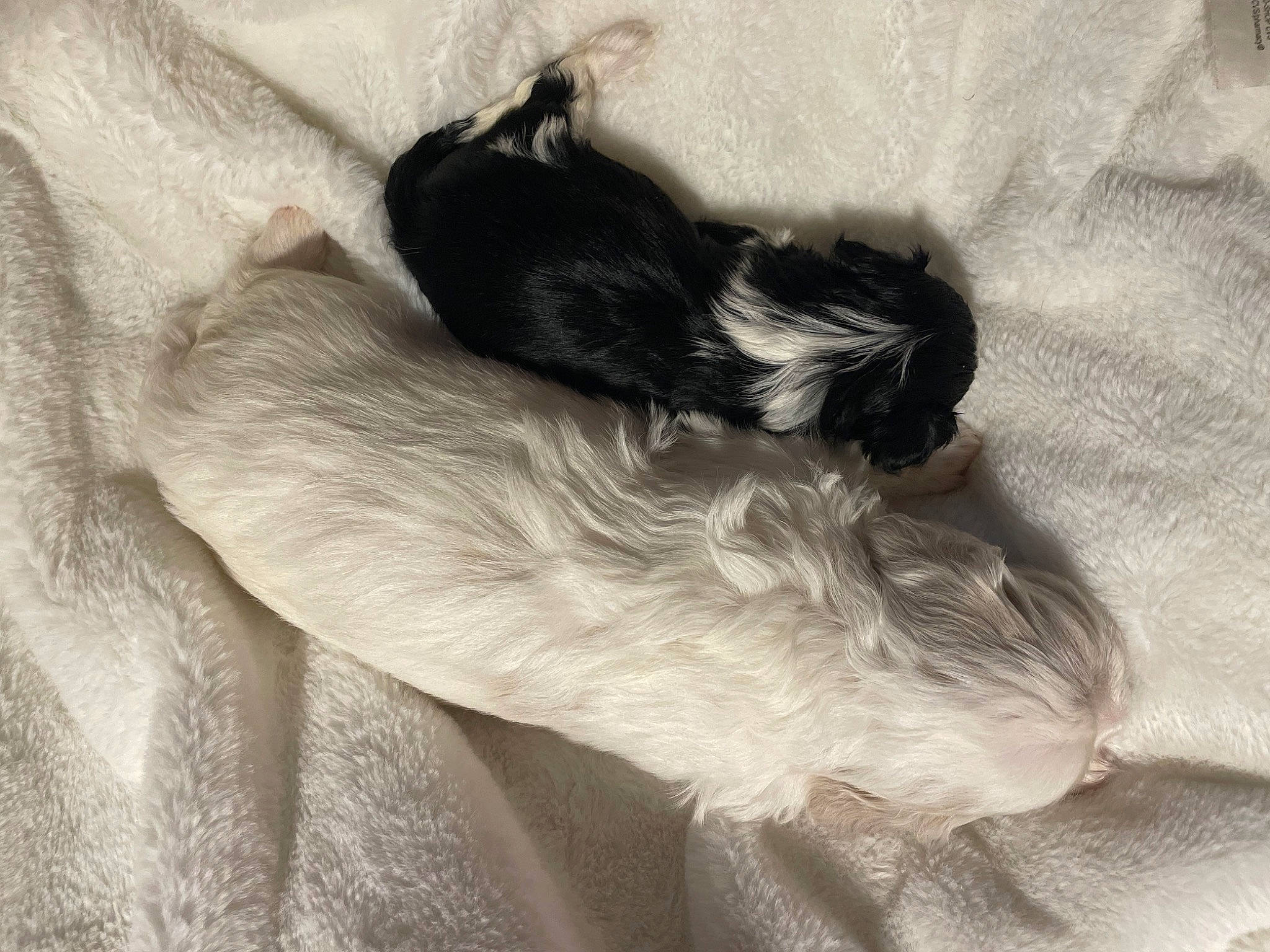 Bitty joined the competition — help win amazing prizes! canidae, carnivore, claw, comfort, companion_dog, dog, dog_breed, ear, felidae, fur, grey, mammal, monochrome, monochrome_photography, natural_material, paw, small_to_medium_sized_cats, sporting_group, tail, whiskers