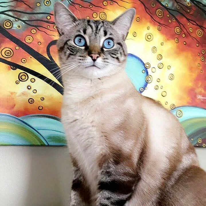 Jack is registered to the contest to win money with this photo: abstract_art, alert, animal, blue_eyes, cat, close_up, colorful_background, curious, domestic_cat, ears, feline, indoor, painting, pet, portrait, sitting, soft_fur, striped_fur, wall, whiskers