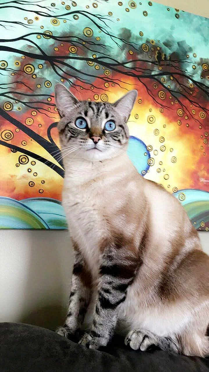 Jack is registered to the contest to win money with this photo: cat, blue_eyes, striped_fur, sitting, indoor, painting, colorful_background, abstract_art, wall, feline, portrait, domestic_cat, whiskers, ears, curious, alert, soft_fur, close_up, animal, pet