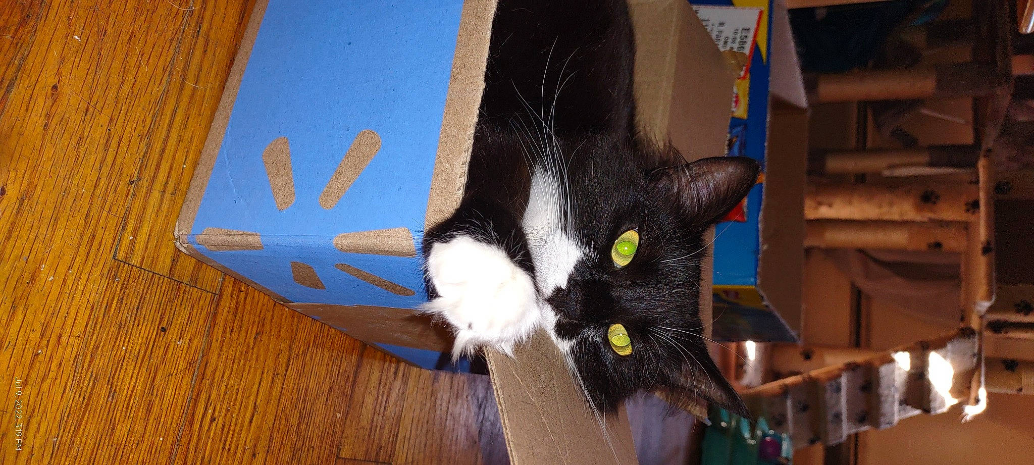 Forest joined the competition — help win amazing prizes! cardboard, carnivore, cat, claw, comfort, domestic_short_haired_cat, felidae, flooring, fur, hardwood, lap, paper_product, small_to_medium_sized_cats, snout, tail, tree, varnish, whiskers, wood, wood_stain