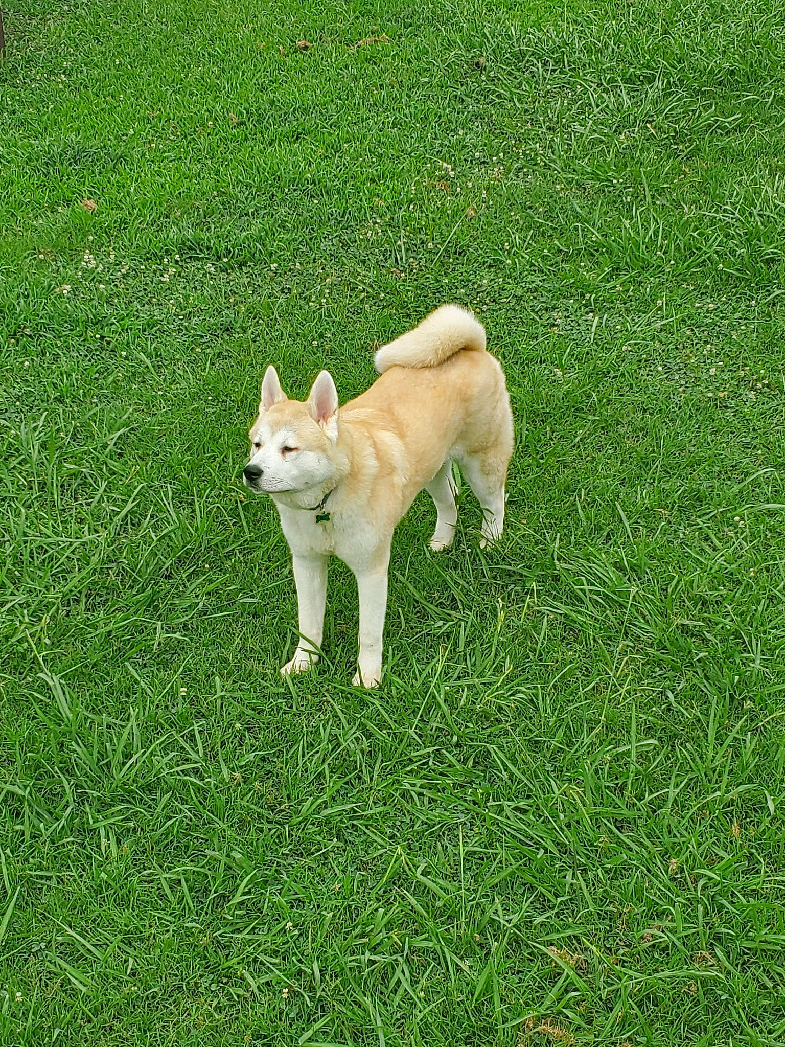 Fox is registered to the contest to win money with this photo: ancient_dog_breeds, canidae, carnivore, companion_dog, dog, dog_breed, fawn, flooring, grass, grassland, groundcover, lawn, non_sporting_group, pasture, plant, shrub, sporting_group, tail, terrestrial_animal, working_animal