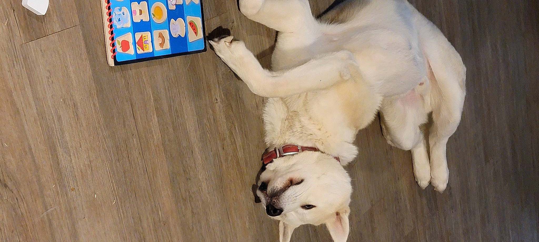 Fox joined the competition — help win amazing prizes! canidae, carnivore, companion_dog, dog, dog_breed, fawn, felidae, flooring, fur, gesture, hardwood, paw, pet_supply, small_to_medium_sized_cats, snout, sporting_group, tail, vertebrate, wood, working_animal