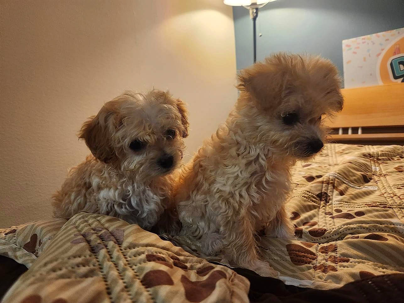 Juila is registered to the contest to win money with this photo: canidae, carnivore, companion_dog, dog, dog_breed, dog_supply, fawn, fur, maltepoo, picture_frame, poodle_crossbreed, shih_poo, small_terrier, snout, sporting_group, tableware, terrier, toy_dog, working_animal, yorkipoo