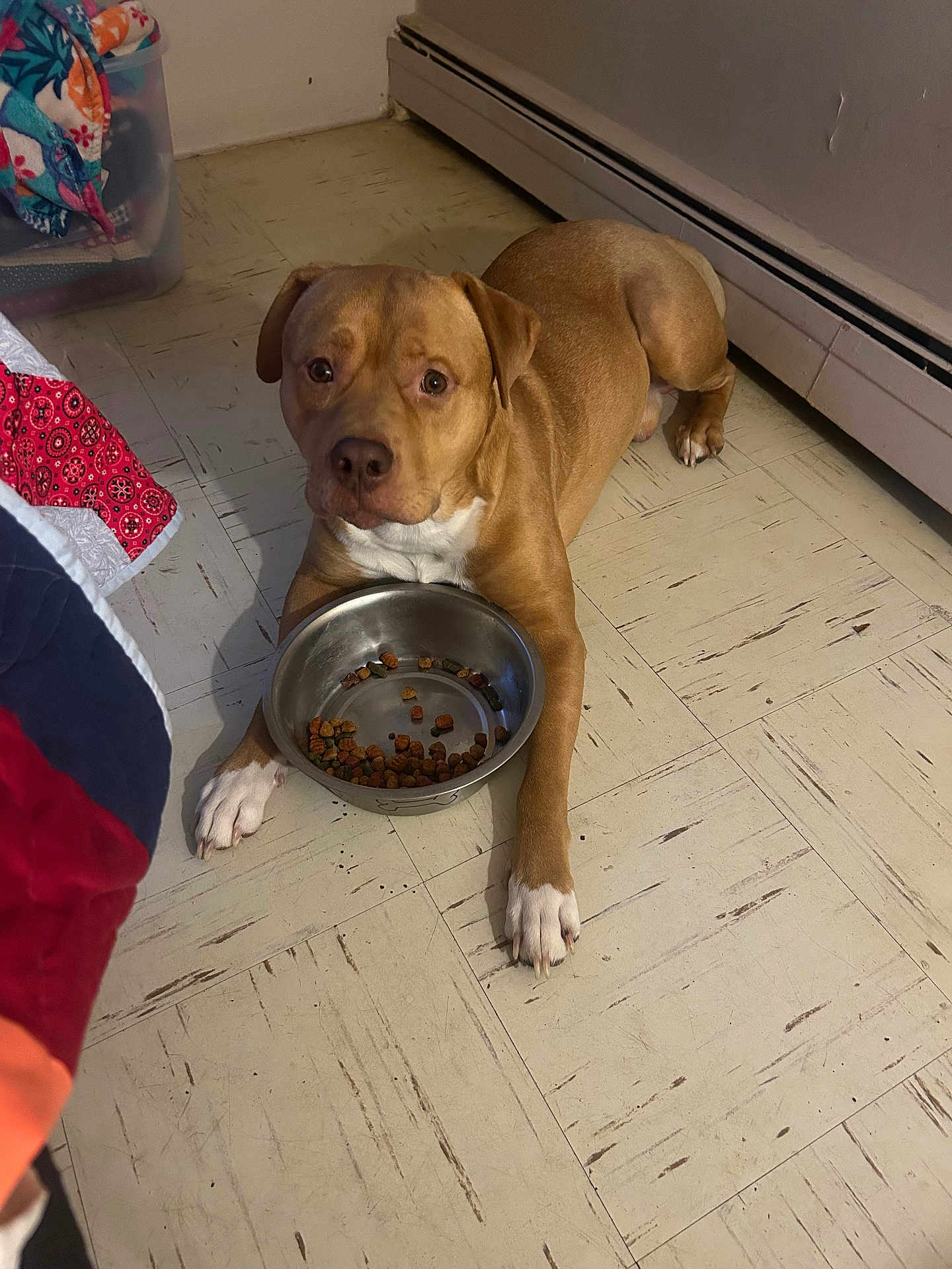 Philly joined the competition — help win amazing prizes! dog, brown_dog, puppy_eyes, metal_bowl, dog_food, kibble, paw, white_paws, tile_floor, indoors, baseboard_heater, blanket, bedspread, wall, looking_up, lying_down, pet, floor_marks, curious, portrait