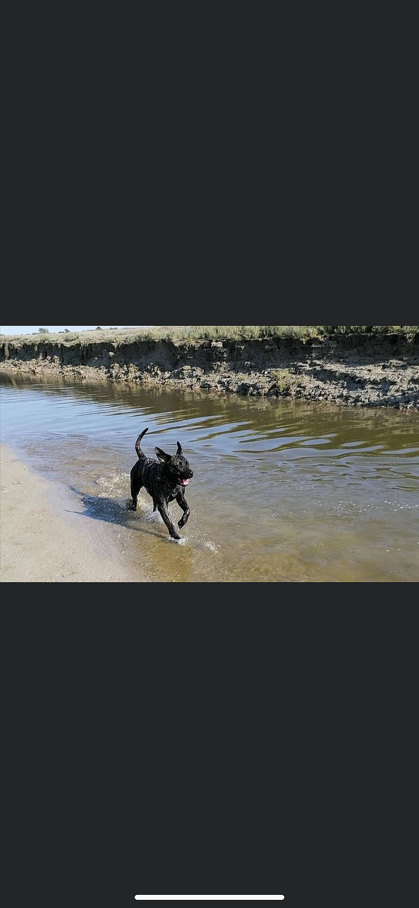 Pandora participe au concours pour gagner de l'argent avec cette photo : beach, canidae, carnivore, coast, dog, dog_breed, great_dane, guard_dog, hunting_dog, labrador_retriever, non_sporting_group, ocean, reflection, sand, sea, shore, sporting_group, vacation, wave, working_dog