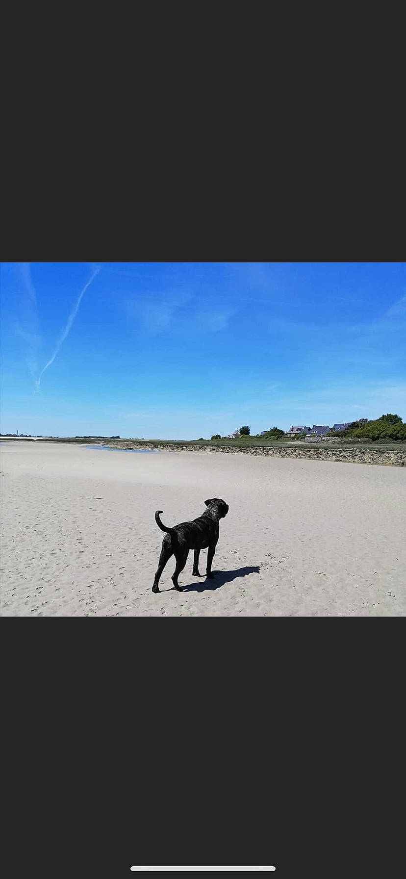 Pandora participe au concours pour gagner de l'argent avec cette photo : beach, canidae, carnivore, cloud, dog, dog_breed, dog_walking, guard_dog, horizon, hunting_dog, labrador_retriever, ocean, portuguese_water_dog, sand, sea, shadow, sky, sporting_group, vacation, working_dog