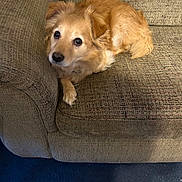 Bitsy joined the competition — help win amazing prizes! dog, golden, pet, couch, furniture, indoor, carpet, cozy, animal, fur, looking_up, cute, companion, relaxed, home, domestic, canine, small_dog, resting, curled_up