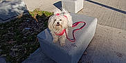 Lisy participe au concours pour gagner de l'argent avec cette photo : accessories, animal, canine, car, couch, dog, furniture, machine, path, person, pet, poodle, sidewalk, slate, strap, terrier, transportation, vehicle, walkway, wheel