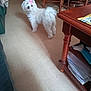 dog, white_dog, bow, indoor, floor, tile_floor, furniture, wooden_chair, table, papers, curious, pet, small_dog, fluffy, looking_back, home, cozy, domestic, animal, companion
