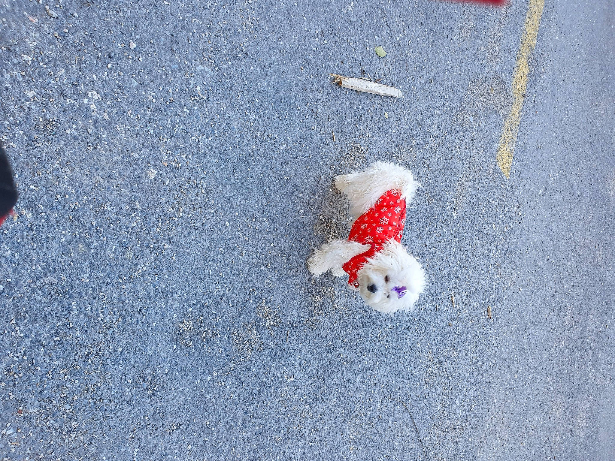 Lisy a rejoint le concours — aidez-le/la à gagner de superbes lots ! asphalt, carmine, cement, concrete, curb, electric_blue, freezing, gesture, paw, road, road_surface, shadow, sidewalk, snow, stuffed_toy, tar, toy, vertebrate, winter