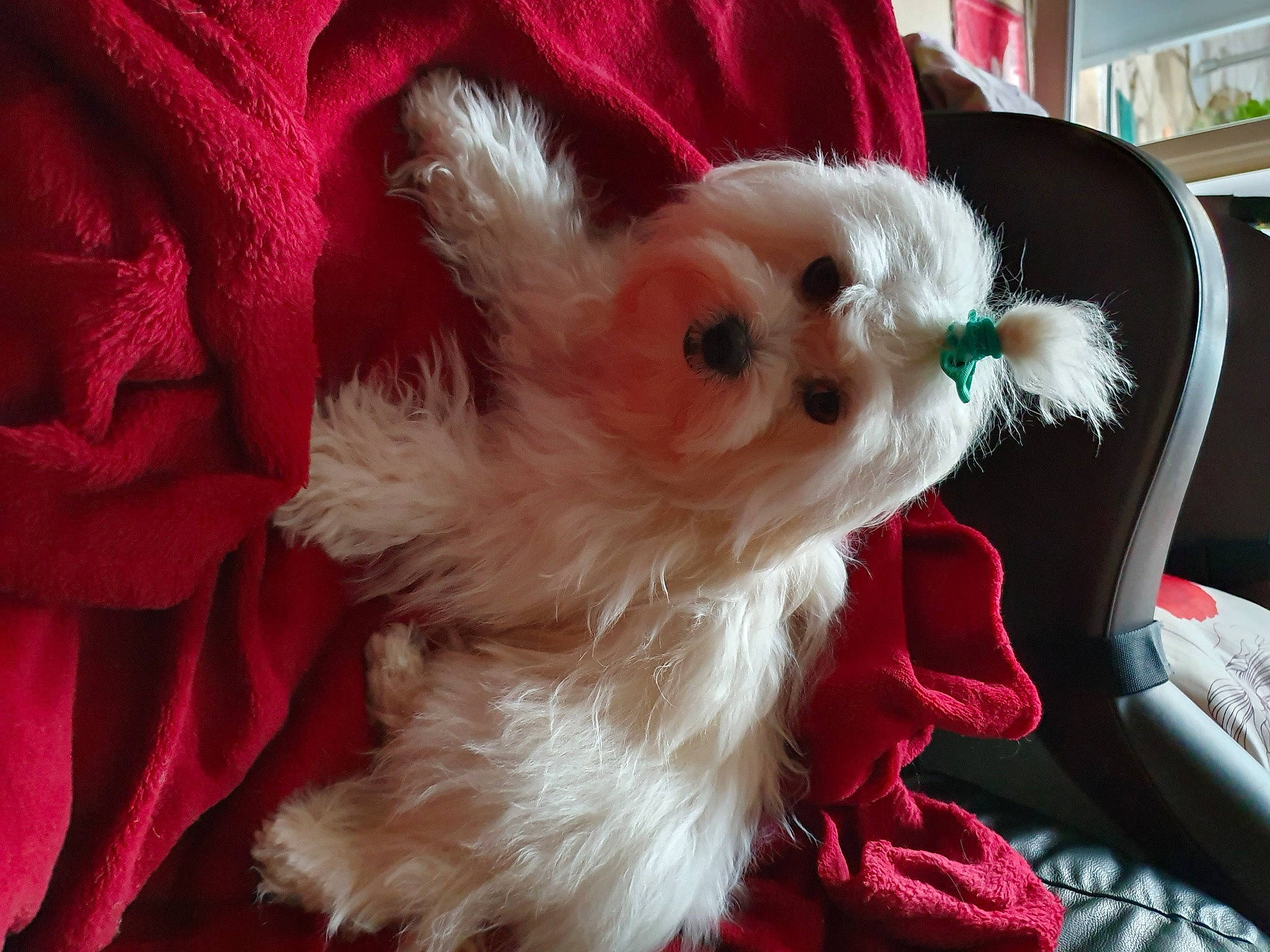 Lisy participe au concours pour gagner de l'argent avec cette photo : bookcase, canidae, carnivore, christmas_ornament, companion_dog, dog, dog_breed, dog_supply, event, fawn, felidae, shelf, small_to_medium_sized_cats, snout, sporting_group, tail, toy, toy_dog, whiskers, working_animal