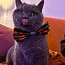 Paulin a rejoint le concours — aidez-le/la à gagner de superbes lots ! cat, gray_cat, bow_tie, pet, animal, feline, tongue_out, whiskers, indoor, cozy, blanket, fur, cute, playful, close_up, sitting, domestic_animal, portrait, warm_lighting, soft_texture